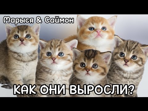 Видео: Как выросли Марыси Саймоновичи)) Котятам годик 🥰