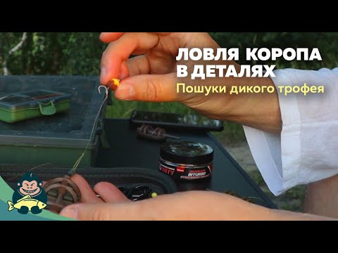 Видео: Ловля коропа в деталях. Мій алгоритм дій. Дикий став.