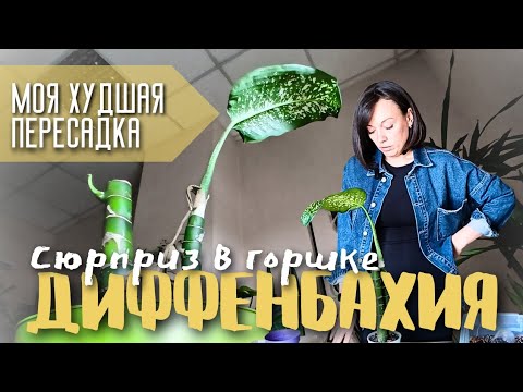 Видео: Что я ВЫКОПАЛА?! 🤯 Моя худшая пересадка диффенбахии!