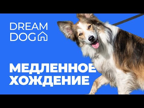 Видео: Отучить собаку тянуть поводок 🐶 Как научить щенка ходить медленно