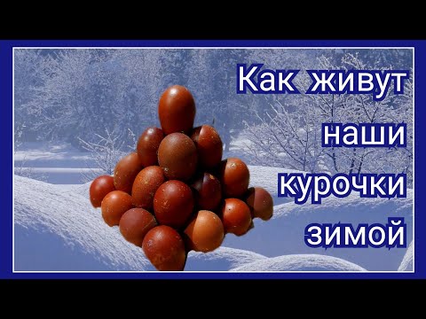Видео: Как зимуют наши куры. Обогрев курятников зимой. Крыса