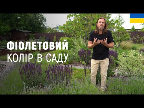 Видео: ЛАНДШАФТНИЙ ДИЗАЙН | ШАВЛІЯ ДІБРОВНА "КАРАДОННА". ФІОЛЕТОВИЙ КОЛІР В САДУ.