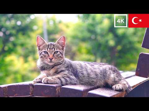 Видео: 5 часа с кошками Стамбула: спокойные моменты в 4K