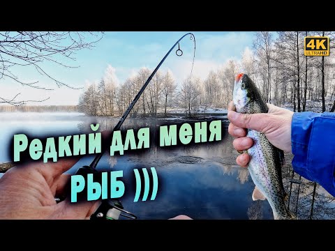 Видео: Редкая для меня рыба. Мормышинг в конце февраля 2025