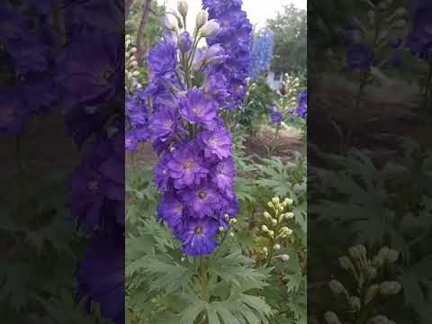 Видео: Дельфиниум из семян.