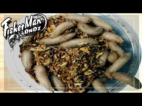 Видео: МЯСИСТЫЙ ОПАРЫШ ВЫРАЩИВАНИЕ В МАСШТАБАХ