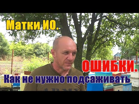 Видео: Матки ИО  Как не нужно подсаживать ОШИБКИ