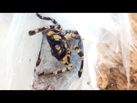 Видео: ШОК . Забираем кокон у паука птицееда