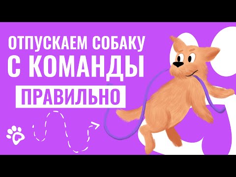 Видео: КАК правильно отпускать собаку с ЛЮБОЙ команды? Воспитание и дрессировка собак