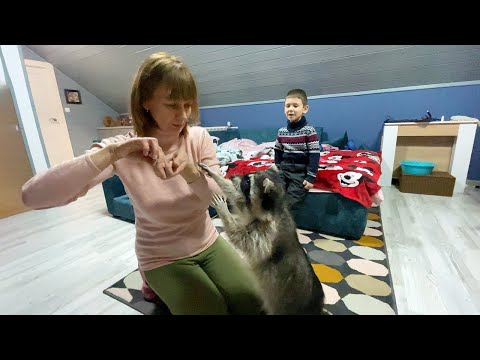 Видео: ЕНОТЫ НАУЧИЛИСЬ НОВЫМ ТРЮКАМ / Горушка дает пять моей маме