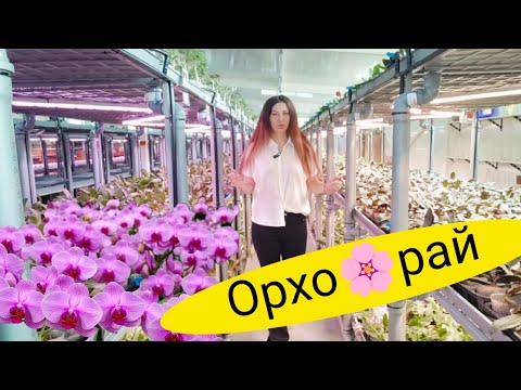 Видео: Я хочу все❗В новой Современной теплице ОРХОРАЙ Полный обзор Орхидей