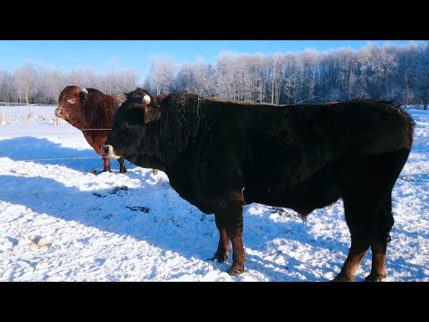 Видео: Вольное содержание КРС.