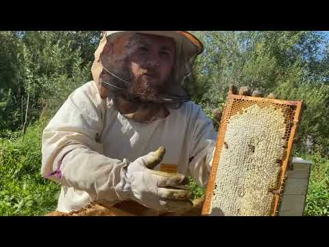 Видео: На эко пасеках Ивана начался сбор мёда.