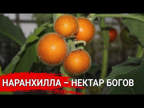 Видео: Наранхилла – нектар Богов