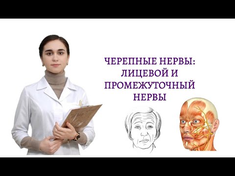 Видео: Черепные нервы. Тройничный и лицевой нервы. Часть 2