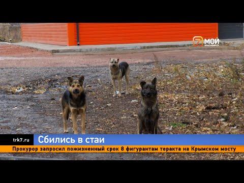 Видео: Красноярцы пожаловались на расплодившихся бездомных псов на Судостроительной