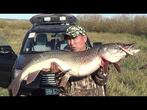 Видео: Самая большая ЩУКА в мире пойман. А-ЧУУУУ