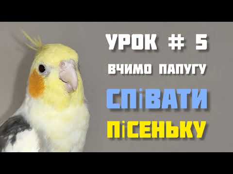 Видео: Урок номер п'ять • Вчимо папугу співати пісеньку