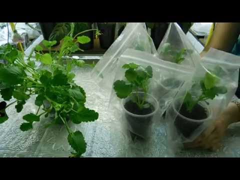 Видео: Виола из черенка !