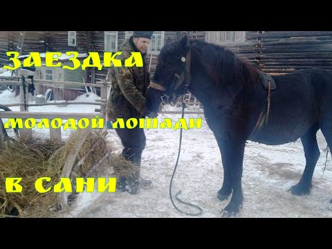 Видео: Заездка 2,5 летней кобылы из табуна в сани//Жизнь в деревне