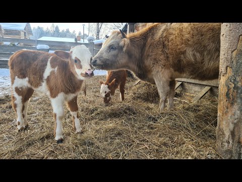 Видео: Распродал поросят. снова телята родились в морозы