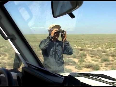 Видео: Бетпак Дала  Чабан