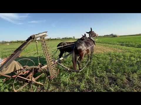 Видео: ЛОШАДИ В РАБОТЕ🐎МУЛЫ В КОННОЙ КОСИЛКЕ И КОННЫХ ГРАБЛЯХ🍀ЗАГОТОВКА СЕНА НА КУБАНИ☀️