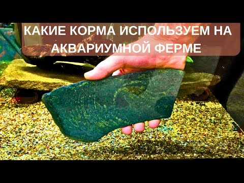 Видео: Какие корма для рыбы и не только используем на акваферме?