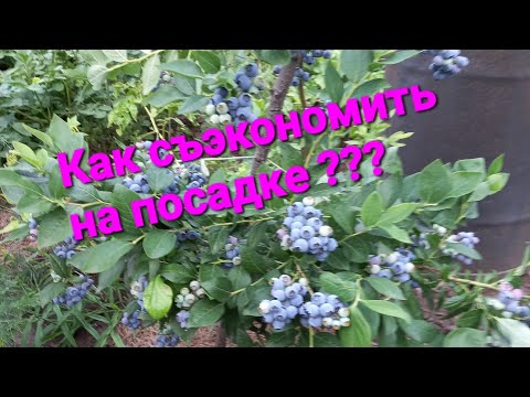 Видео: Субстраты для посадки голубики. На опыте 7 лет выращивания.