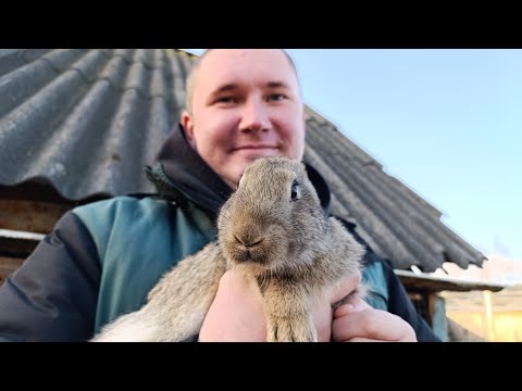 Видео: Рассаживаю кроликов, мальчики и девочки
