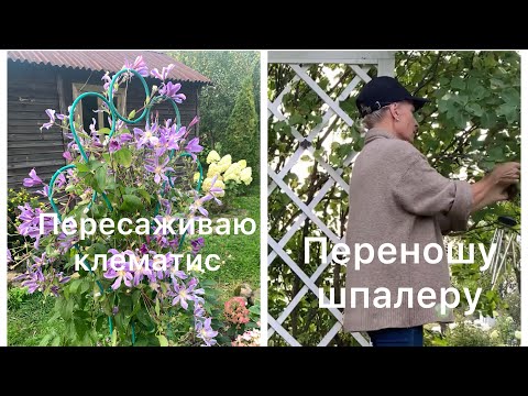 Видео: УСТАНАВЛИВАЮ ШПАЛЕРУ НА НОВОЕ МЕСТО И ПЕРЕСАЖИВАЮ КЛЕМАТИС.
