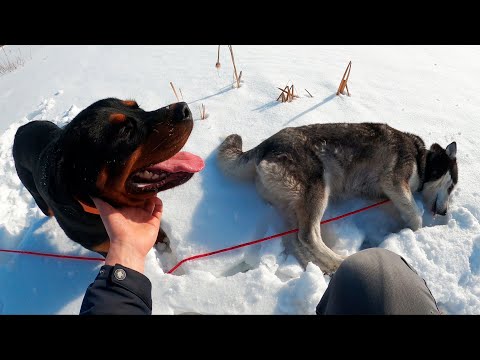 Видео: Как обучить собаку Хаски не убегать далеко от хозяина