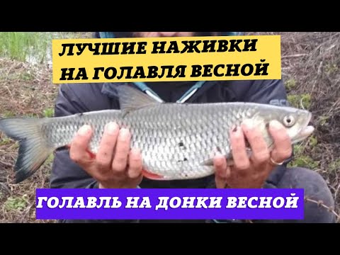 Видео: Лучшие наживки на голавля весной! НАЖИВКИ ОТ КОТОРЫХ ГОЛАВЛЬ НЕ ОТКАЖЕТСЯ!