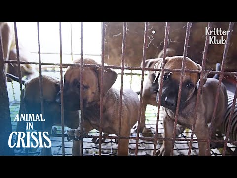 Видео: Собак выращивают для употребления в пищу… (Часть 2) | Животное в кризисе EP211