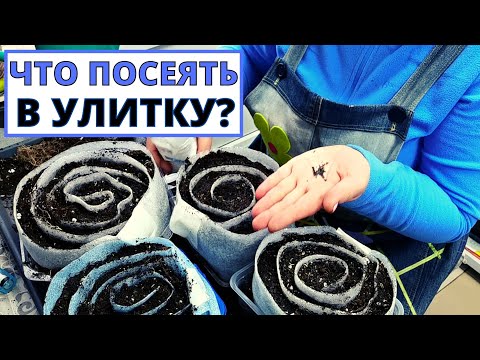 Видео: Какие семена можно  посеять в улитку и выращивать без пикировки? 2#