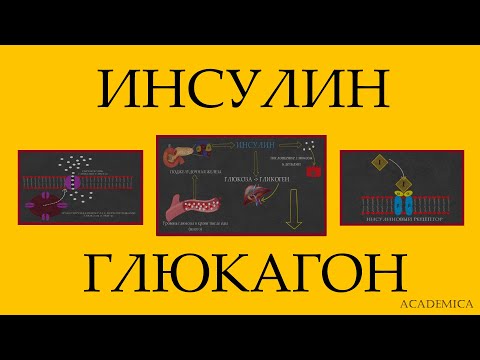 Видео: Инсулин. Глюкагон. Действие.