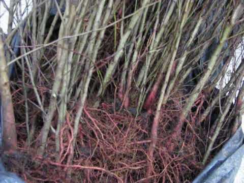 Видео: Абрикосы севера 1