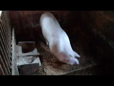 Видео: Причины диареи у поросят