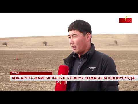 Видео: Көк-Артта жамгырлатып сугаруу ыкмасы колдонулууда