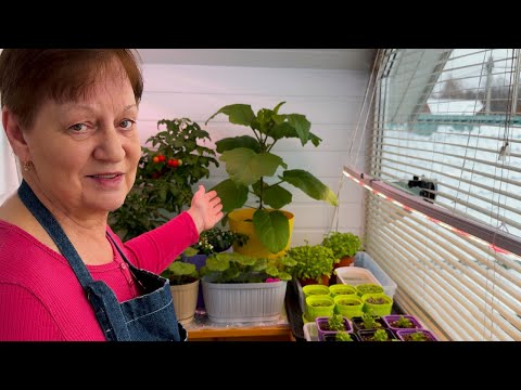 Видео: Рассада на балконе, баклажаны  Новая швабра.