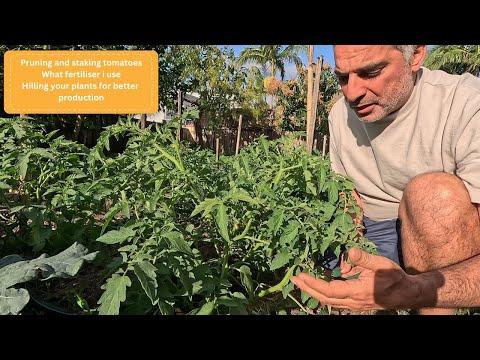 Видео: Как я обрезаю и удобряю помидоры
