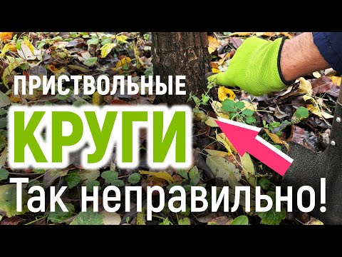 Видео: ПРИСТВОЛЬНЫЕ КРУГИ осенью: зачем и как правильно