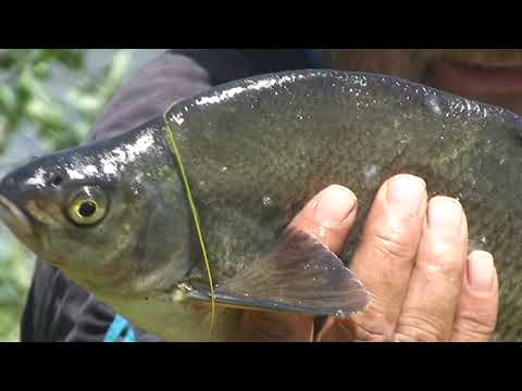 Видео: Токаревка  Рыбалка 2016г