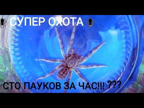 Видео: КАК Я ПАУКОВ ЛОВИЛ | ОХОТА НА ТАРАНТУЛОВ 🐘🕷️