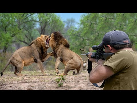 Видео: львы не убегают 😱👌👍 часть 2