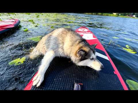 Видео: СОБАКА УПАЛА С САП ДОСКИ