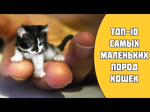 Видео: ТОП-10 самых маленьких пород кошек в мире