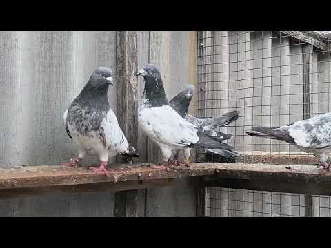 Видео: Пакистанские голуби. Формирование пар на новый сезон. 1 часть..