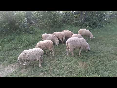 Видео: Овци на випаси