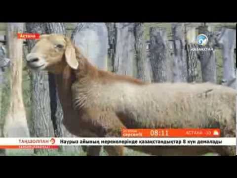 Видео: Асыл тұқымды қойлар